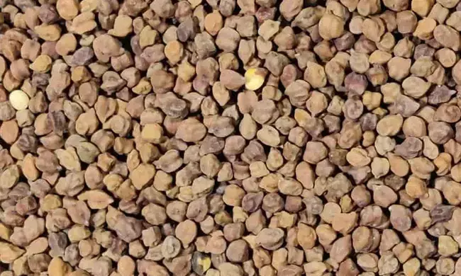 ಬೀದರ್ | ಕಡಲೆ ಕಾಳಿಗೆ ಕನಿಷ್ಠ ಬೆಂಬಲ ಬೆಲೆ ನಿಗದಿ : ಸದುಪಯೋಗ ಪಡೆದುಕೊಳ್ಳಲು ರೈತರಿಗೆ ಮನವಿ