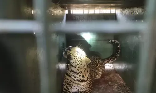 ಆನೇಕಲ್:  ಎರಡು ಹಸುಗಳನ್ನು ತಿಂದ ಚಿರತೆ ಸೆರೆ