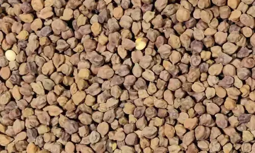 ಬೀದರ್ | ಕಡಲೆ ಕಾಳಿಗೆ ಕನಿಷ್ಠ ಬೆಂಬಲ ಬೆಲೆ ನಿಗದಿ : ಸದುಪಯೋಗ ಪಡೆದುಕೊಳ್ಳಲು ರೈತರಿಗೆ ಮನವಿ