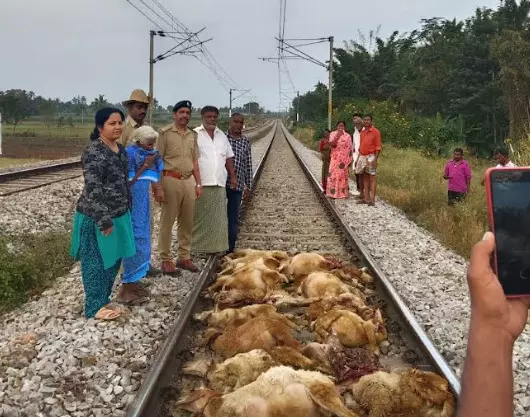 ಮಂಡ್ಯ | ರೈಲಿಗೆ ಸಿಲುಕಿ 17 ಕುರಿಗಳ ಸಾವು