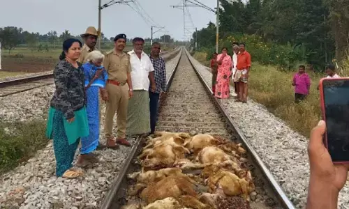 ಮಂಡ್ಯ | ರೈಲಿಗೆ ಸಿಲುಕಿ 17 ಕುರಿಗಳ ಸಾವು