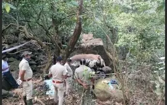 ಚಿಕ್ಕಮಗಳೂರು | ಕೊಳೆತ ಸ್ಥಿತಿಯಲ್ಲಿ ಕಾಡಾನೆಯ ಕಳೇಬರ ಪತ್ತೆ