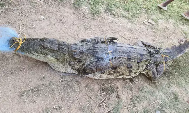 Photo of crocodile