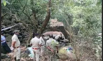 ಚಿಕ್ಕಮಗಳೂರು | ಕೊಳೆತ ಸ್ಥಿತಿಯಲ್ಲಿ ಕಾಡಾನೆಯ ಕಳೇಬರ ಪತ್ತೆ