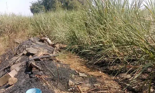 ಕಲಬುರಗಿ | ವಿದ್ಯುತ್ ಶಾರ್ಟ್ ಸರ್ಕ್ಯೂಟ್‌ನಿಂದ 6 ಎಕರೆ ಕಬ್ಬು ಹಾನಿ