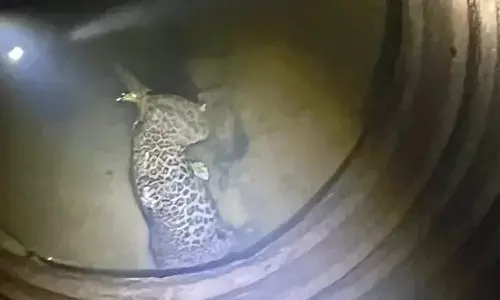 ಅಡೂರು: ಪಾಳುಬಾವಿಯಲ್ಲಿ ಚಿರತೆಯ ಮೃತದೇಹ ಪತ್ತೆ