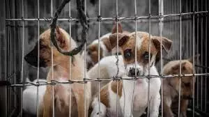 ಅನಧಿಕೃತ ಪ್ರಾಣಿ ಪಾರುಗಾಣಿಕಾ ಕೇಂದ್ರಕ್ಕೆ ಸಾಕುಪ್ರಾಣಿಗಳನ್ನು ಬಿಡದಂತೆ ಸೂಚನೆ ಅನಧಿಕೃತ ಪ್ರಾಣಿ ಪಾರುಗಾಣಿಕಾ ಕೇಂದ್ರಕ್ಕೆ ಸಾಕುಪ್ರಾಣಿಗಳನ್ನು ಬಿಡದಂತೆ ಸೂಚನೆ