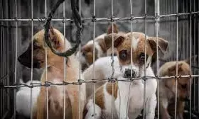 ಅನಧಿಕೃತ ಪ್ರಾಣಿ ಪಾರುಗಾಣಿಕಾ ಕೇಂದ್ರಕ್ಕೆ ಸಾಕುಪ್ರಾಣಿಗಳನ್ನು ಬಿಡದಂತೆ ಸೂಚನೆ