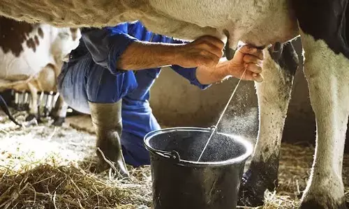 ಮಾರಾಟವಾಗದ ಹಾಲಿನ ಪುಡಿ, ಬೆಣ್ಣೆ: ಆತಂಕದಲ್ಲಿ ಹೈನುಗಾರರು