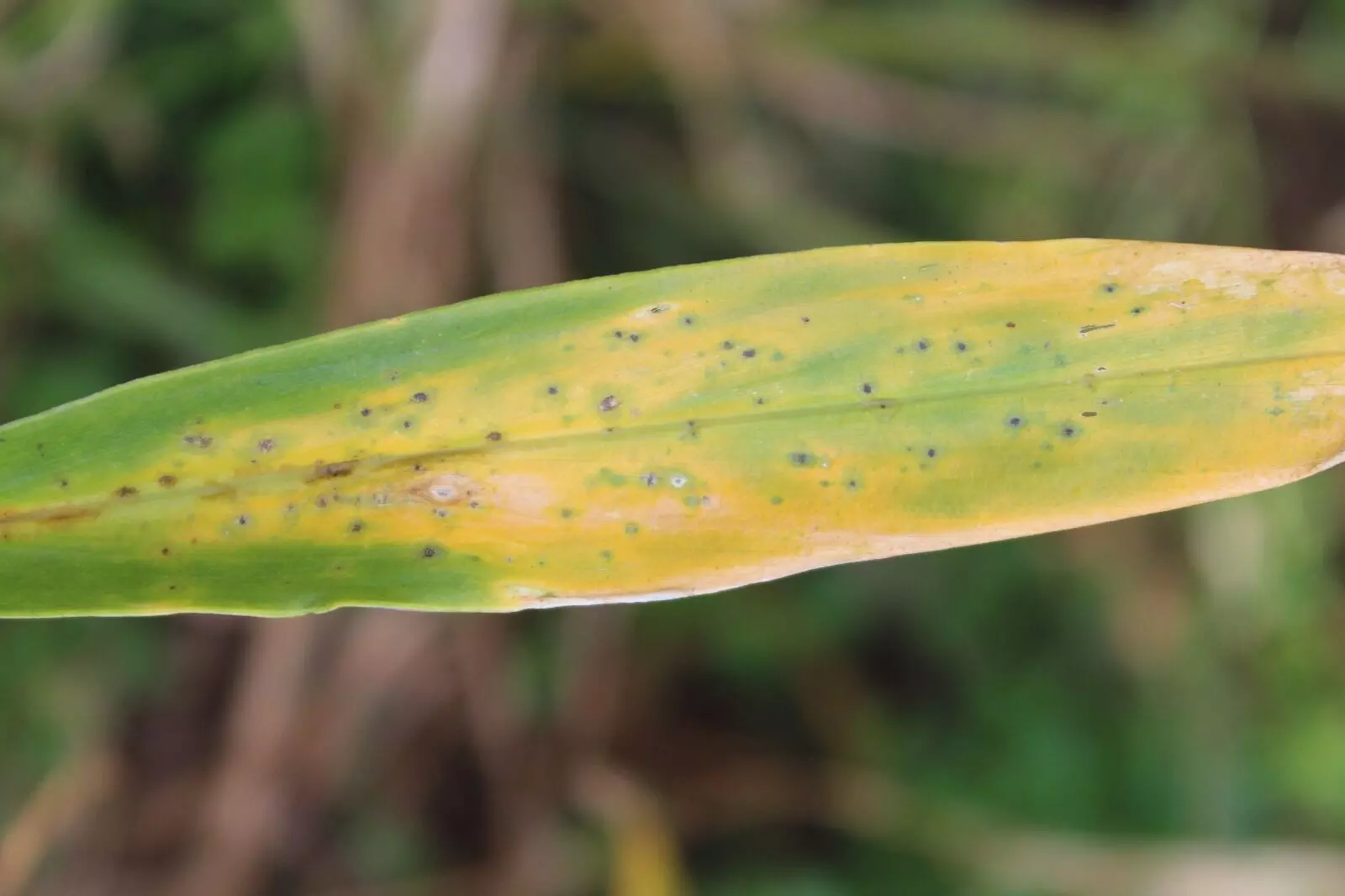 ಶುಂಠಿ ಬೆಳೆಯನ್ನು ಬಾಧಿಸುವ ಹೊಸ ಶಿಲೀಂಧ್ರ ರೋಗ ಕೊಡಗಿನಲ್ಲಿ ಪತ್ತೆ: ಸಂಶೋಧನಾ ಸಂಸ್ಥೆಯಿಂದ ಬಹಿರಂಗ