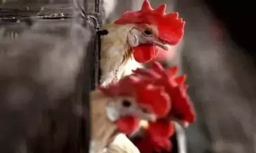 ಆಂಧ್ರಪ್ರದೇಶ | 45 ದಿನಗಳಲ್ಲಿ ನಾಲ್ಕು ಲಕ್ಷ ಕೋಳಿಗಳ ಸಾವು, ಹಕ್ಕಿಜ್ವರದ ಶಂಕೆ