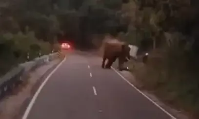 ತಮಿಳುನಾಡು | ಬೈಕ್‌ ನಲ್ಲಿ ತೆರಳುತ್ತಿದ್ದಾಗ ಆನೆ ದಾಳಿ : ಜರ್ಮನ್ ಪ್ರವಾಸಿಗ ಮೃತ್ಯು