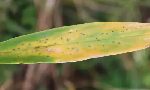 ಶುಂಠಿ ಬೆಳೆಯನ್ನು ಬಾಧಿಸುವ ಹೊಸ ಶಿಲೀಂಧ್ರ ರೋಗ ಕೊಡಗಿನಲ್ಲಿ ಪತ್ತೆ: ಸಂಶೋಧನಾ ಸಂಸ್ಥೆಯಿಂದ ಬಹಿರಂಗ