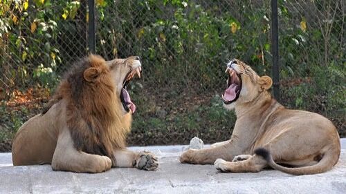 ಸಾಕು ಪ್ರಾಣಿಗಳನ್ನು ಗಿರ್ ಸಿಂಹಗಳು ಹತ್ಯೆಗೈಯ್ಯುವ ಪ್ರಕರಣಗಳಲ್ಲಿ ಹೆಚ್ಚಳ: ಸರಕಾರಿ ದತ್ತಾಂಶ