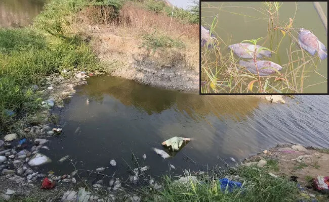 ಕೊಳಚೆ ನೀರಿನಿಂದ ಲುಂಬಿನಿ ಉದ್ಯಾನವನ ಕೆರೆಯ ಮೀನುಗಳ ಸಾವು