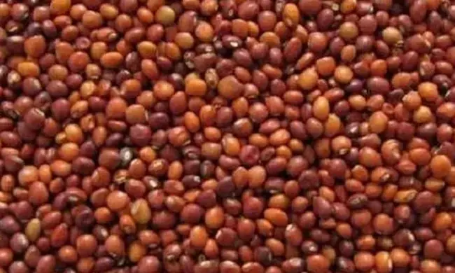 ಬೀದರ್ | ತೊಗರಿಗೆ ಬೆಂಬಲ ಬೆಲೆ ನಿಗದಿ, ಖರೀದಿ ಪ್ರಕ್ರಿಯೆ ಆರಂಭಿಸಲು ಕ್ರಮ