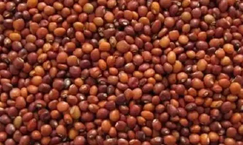 ಬೀದರ್ | ತೊಗರಿಗೆ ಬೆಂಬಲ ಬೆಲೆ ನಿಗದಿ, ಖರೀದಿ ಪ್ರಕ್ರಿಯೆ ಆರಂಭಿಸಲು ಕ್ರಮ