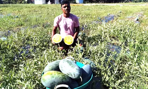 ಕಟಪಾಡಿ ಮಟ್ಟುಗದ್ದೆಯಲ್ಲಿ ಹಳದಿ ಬಣ್ಣದ ಕಲ್ಲಂಗಡಿಯ ಪ್ರಯೋಗ !