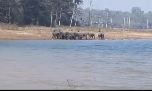 ಭದ್ರಾ ಅಭಯಾರಣ್ಯ ಹಿನ್ನೀರಿನಲ್ಲಿ 15ಕ್ಕೂ ಹೆಚ್ಚು ಆನೆಗಳ ಹಿಂಡು; ಗ್ರಾಮಸ್ಥರಲ್ಲಿ ಆತಂಕ