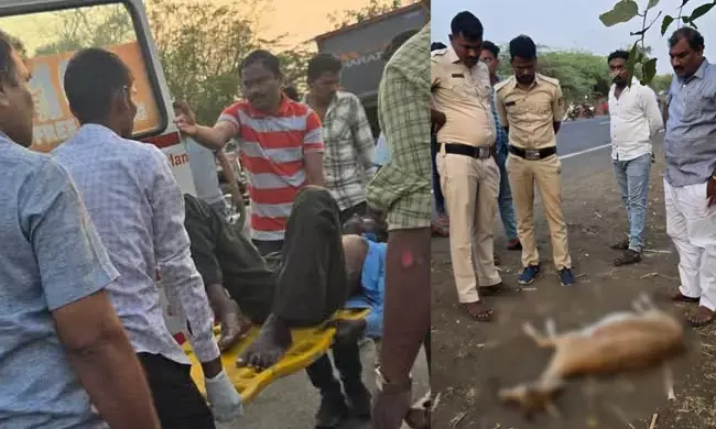 ಕಲಬುರಗಿ | ಬೈಕ್ ಢಿಕ್ಕಿಯಾಗಿ ಜಿಂಕೆ ಸಾವು : ಸವಾರ ಗಂಭೀರ