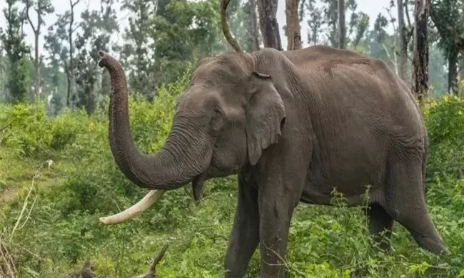 ಕೇರಳದಲ್ಲಿ ಕಾಡಾನೆಯ ದಾಳಿಗೆ ಯುವಕನ ಬಲಿ: ಪ್ರತಿಪಕ್ಷದಿಂದ ಸರಕಾರದ ನಿಷ್ಕ್ರಿಯತೆ ಆರೋಪ