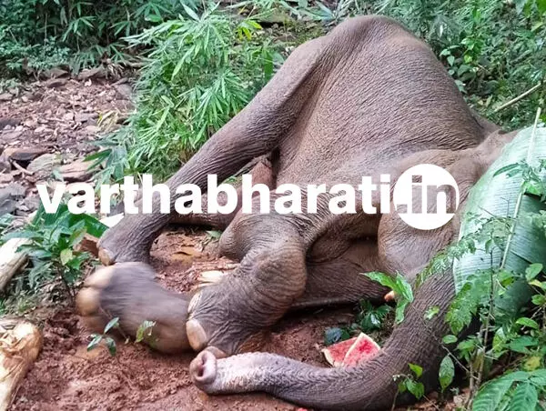 ಚಾರ್ಮಾಡಿ: ಅಸ್ವಸ್ಥ ಸ್ಥಿತಿಯಲ್ಲಿ ಕಾಡಾನೆ ಪತ್ತೆ ಚಾರ್ಮಾಡಿ: ಅಸ್ವಸ್ಥ ಸ್ಥಿತಿಯಲ್ಲಿ ಕಾಡಾನೆ ಪತ್ತೆ