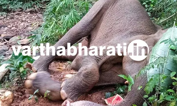 ಚಾರ್ಮಾಡಿ: ಅಸ್ವಸ್ಥ ಸ್ಥಿತಿಯಲ್ಲಿ ಕಾಡಾನೆ ಪತ್ತೆ