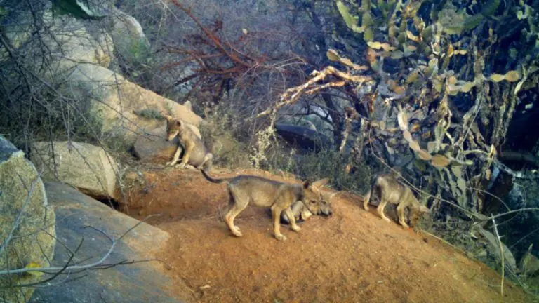 ಬಂಕಾಪುರಧಾಮದಲ್ಲಿ 5 ಮರಿಗಳಿಗೆ ಜನ್ಮ ನೀಡಿದ ಮತ್ತೊಂದು ತೋಳ ಬಂಕಾಪುರಧಾಮದಲ್ಲಿ 5 ಮರಿಗಳಿಗೆ ಜನ್ಮ ನೀಡಿದ ಮತ್ತೊಂದು ತೋಳ