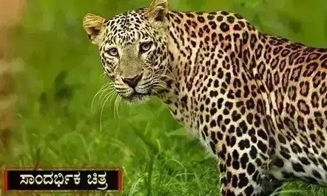 ರಾಯಚೂರು | ಚಿರತೆ ದಾಳಿಗೆ ಆಕಳು ಸಾವು; ಗ್ರಾಮಸ್ಥರ ಆಕ್ರೋಶ