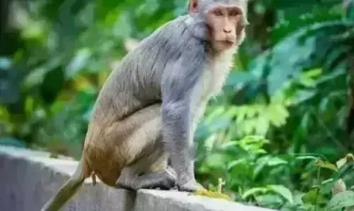 ಚಿಕ್ಕಮಗಳೂರು | ಒಂದೇ ದಿನ ನಾಲ್ಕು ಜನರಲ್ಲಿ ಮಂಗನ ಕಾಯಿಲೆ ಪತ್ತೆ; ಮುಂಜಾಗ್ರತೆ ವಹಿಸುವಂತೆ ಎಚ್ಚರಿಕೆ