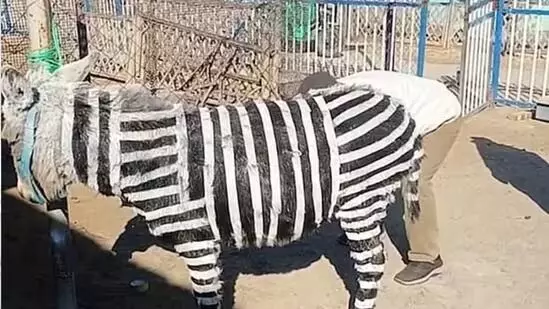 ಝೀಬ್ರಾದಂತೆ ಕಾಣಲು ಕತ್ತೆಗಳಿಗೆ ಕಪ್ಪು, ಬಿಳಿ ಬಣ್ಣ ಬಳಿದ ಮೃಗಾಲಯ! ಝೀಬ್ರಾದಂತೆ ಕಾಣಲು ಕತ್ತೆಗಳಿಗೆ ಕಪ್ಪು, ಬಿಳಿ ಬಣ್ಣ ಬಳಿದ ಮೃಗಾಲಯ!