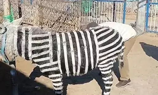 ಝೀಬ್ರಾದಂತೆ ಕಾಣಲು ಕತ್ತೆಗಳಿಗೆ ಕಪ್ಪು, ಬಿಳಿ ಬಣ್ಣ ಬಳಿದ ಮೃಗಾಲಯ!