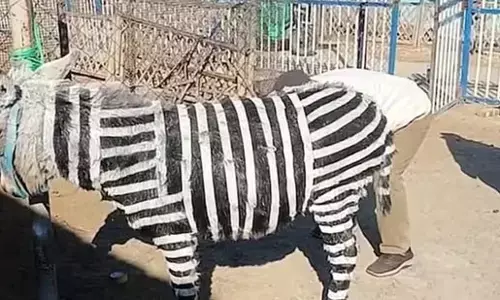 ಝೀಬ್ರಾದಂತೆ ಕಾಣಲು ಕತ್ತೆಗಳಿಗೆ ಕಪ್ಪು, ಬಿಳಿ ಬಣ್ಣ ಬಳಿದ ಮೃಗಾಲಯ!