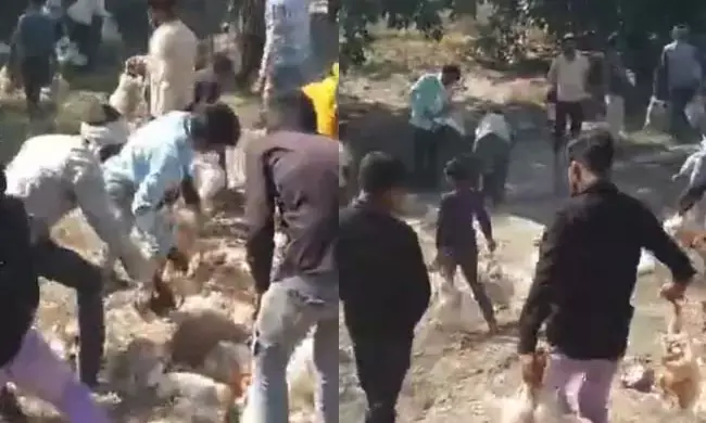 ಉತ್ತರ ಪ್ರದೇಶ | ಹೆದ್ದಾರಿಯಲ್ಲಿ ಮಗುಚಿ ಬಿದ್ದ ವಾಹನದಿಂದ ಕೋಳಿಗಳನ್ನು ಹೊತ್ತೊಯ್ಯಲು ಮುಗಿಬಿದ್ದ ಗ್ರಾಮಸ್ಥರು!