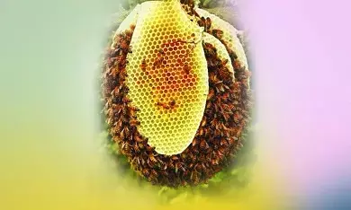 ಫೆ.20ರಂದು ದಿ.ಬಾಳೆಪುಣಿ ಅವರ ‘ದೊಡ್ಡವರು ಇವರು ಸನ್ಮಾನ್ಯರು ’ ಕೃತಿ ಬಿಡುಗಡೆ