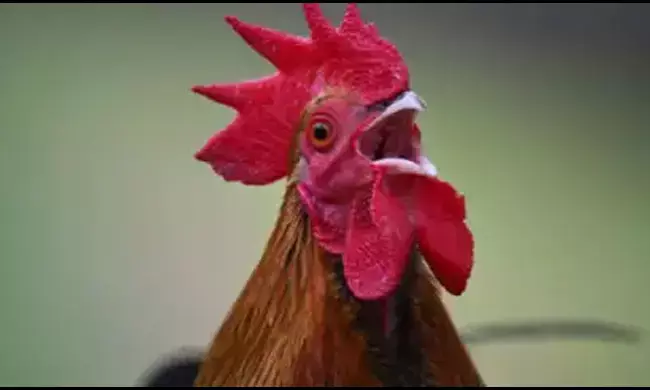 ಹುಂಜದಿಂದ ನಿದ್ರೆಗೆ ಕುತ್ತು: ಕೇರಳದ ವ್ಯಕ್ತಿಯ ದೂರು