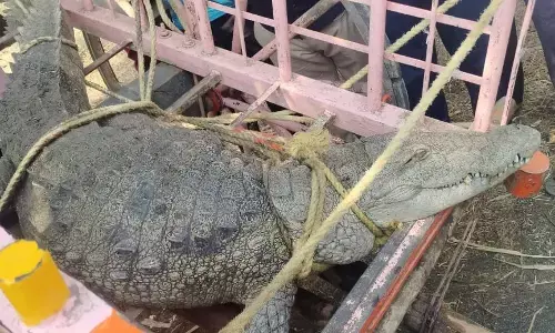 ಕಲಬುರಗಿ | ಮೊಸಳೆ ತಂದು ಜೆಸ್ಕಾಂ ಕಚೇರಿ ಮುಂದೆ ರೈತರಿಂದ ಪ್ರತಿಭಟನೆ