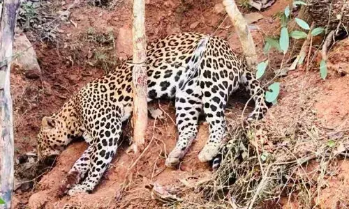 ಮೂಡಿಗೆರೆ | ಕಾಡುಹಂದಿ ಬೇಟೆಗೆ ಇರಿಸಿದ ಉರುಳಿಗೆ ಸಿಲುಕಿ ಚಿರತೆ ಸಾವು