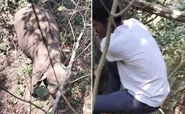 ಚಿಕ್ಕಮಗಳೂರು: ಮರ ಹತ್ತಿ ಆನೆ ದಾಳಿಯಿಂದ ತಪ್ಪಿಸಿಕೊಂಡ ಇ.ಟಿ.ಎಫ್. ಸಿಬ್ಬಂದಿ !