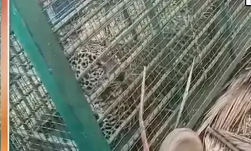 ಹಾಸನ | ಅರಣ್ಯ ಇಲಾಖೆ ಇರಿಸಿದ್ದ ಬೋನಿಗೆ ಬಿದ್ದ ಚಿರತೆ