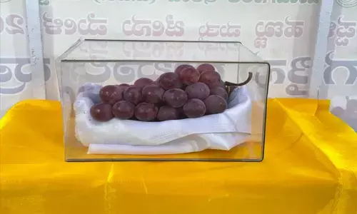 ಕೊಪ್ಪಳದಲ್ಲಿ ಜಗತ್ತಿನ ಅತ್ಯಂತ ದುಬಾರಿ ದ್ರಾಕ್ಷಿ ರೂಬಿ ರೋಮನ್