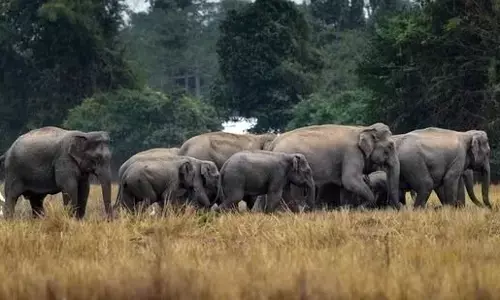 ಆಂಧ್ರ ಪ್ರದೇಶದ ಅರಣ್ಯದಲ್ಲಿ ಆನೆಗಳ ದಾಳಿಗೆ ದೇವಸ್ಥಾನಕ್ಕೆ ತೆರಳುತ್ತಿದ್ದ ಮೂವರು ಭಕ್ತರು ಮೃತ್ಯು