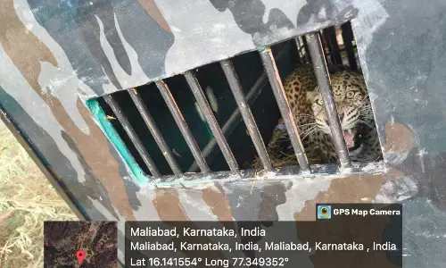 ರಾಯಚೂರು | 3 ತಿಂಗಳಿನಿಂದ ಮಲಿಯಾಬಾದ್ ಗ್ರಾಮಸ್ಥರಲ್ಲಿ ಆತಂಕ ಮೂಡಿಸಿದ್ದ ಚಿರತೆ ಸೆರೆ