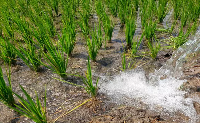 agriculture in water-scarce