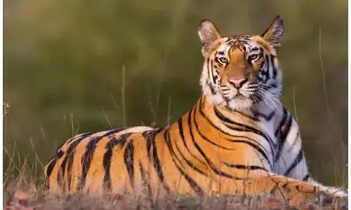 TIGER