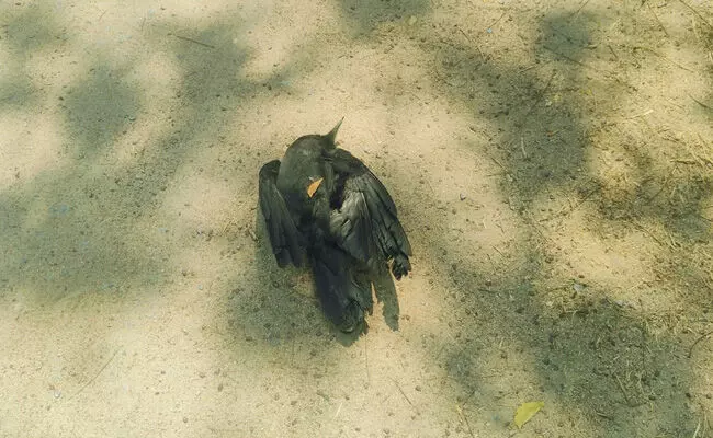 ಮಾನ್ವಿಯಲ್ಲಿ ಪಕ್ಷಿಗಳ ಸರಣಿ ಸಾವು; ಹಕ್ಕಿಜ್ವರದ ಶಂಕೆ ಮಾನ್ವಿಯಲ್ಲಿ ಪಕ್ಷಿಗಳ ಸರಣಿ ಸಾವು; ಹಕ್ಕಿಜ್ವರದ ಶಂಕೆ