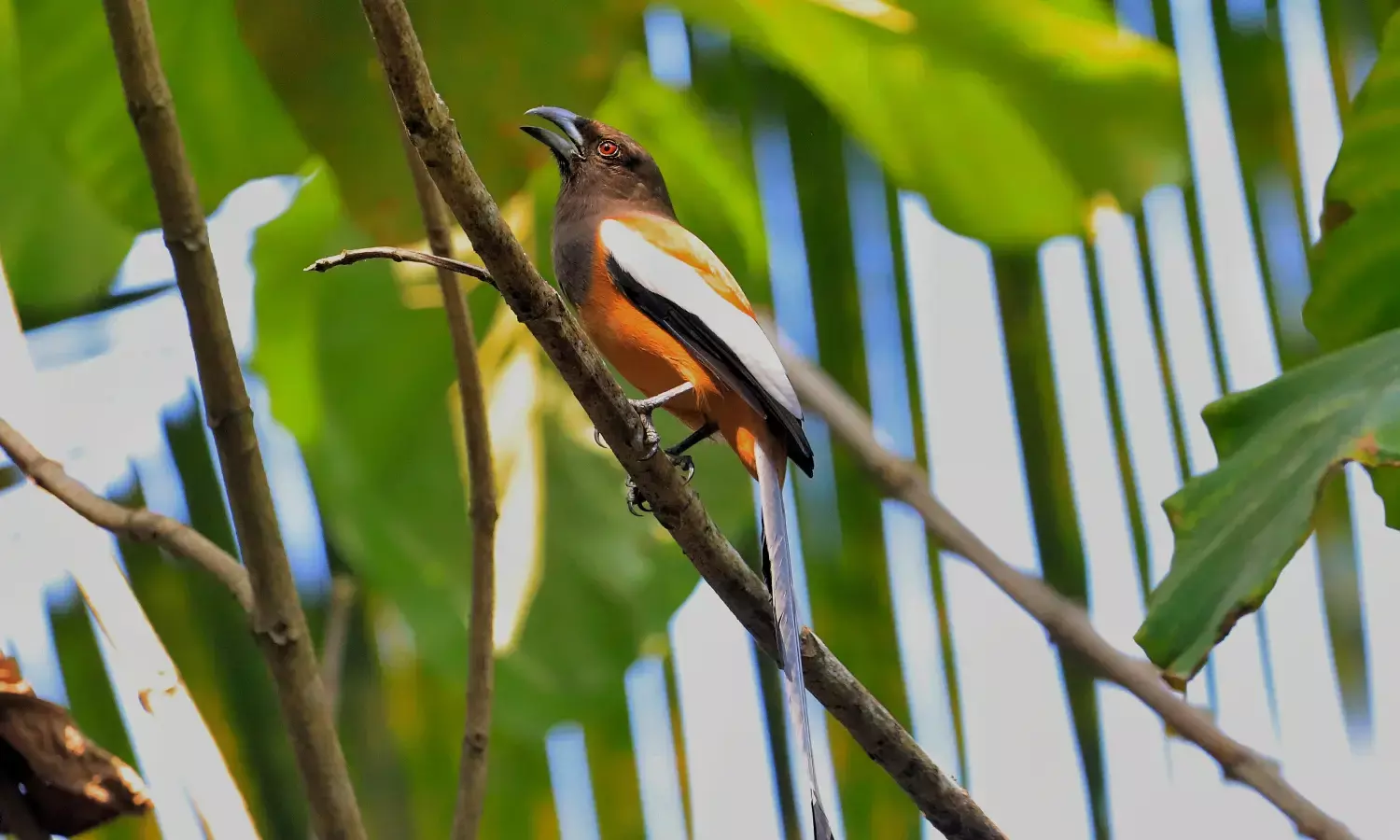 ಅಲೋಶಿಯಸ್ ಕ್ಯಾಂಪಸ್‌ನಲ್ಲಿ ವಿಭಿನ್ನ ಜಾತಿಯ ಪಕ್ಷಿಗಳು ಪತ್ತೆ