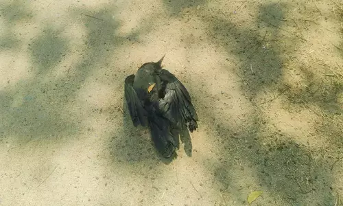 ಮಾನ್ವಿಯಲ್ಲಿ ಪಕ್ಷಿಗಳ ಸರಣಿ ಸಾವು; ಹಕ್ಕಿ‌ಜ್ವರದ ಶಂಕೆ