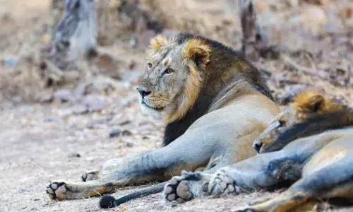 ಎರಡು ವರ್ಷಗಳಲ್ಲಿ ಗುಜರಾತ್‌ನಲ್ಲಿ 286 ಸಿಂಹಗಳು, 456 ಚಿರತೆಗಳು ಸಾವು