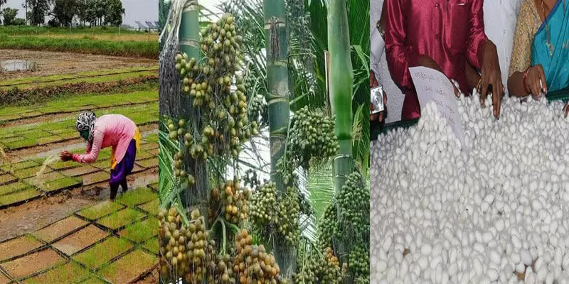 ರಾಜ್ಯ ಬಜೆಟ್‌-2025 | ಕೃಷಿ, ತೋಟಗಾರಿಕೆ, ರೇಷ್ಮೆ ಅಭಿವೃದ್ದಿಗೆ ಘೋಷಿಸಿರುವ ಕೊಡುಗೆಗಳೇನು? ಇಲ್ಲಿದೆ ಮಾಹಿತಿ